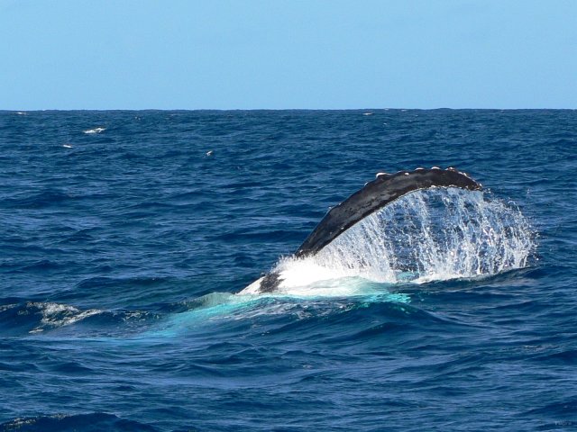 09- Baleines, groupe 3, en mer, sud du lagon 